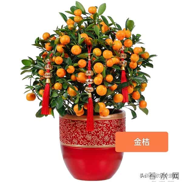 这十种年宵花，花色美，寓意好，富贵吉祥 ，好运连连