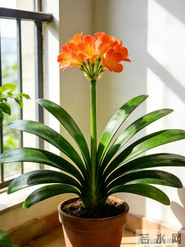 君子兰养护口诀-君子兰喜干旱，浇水一多根就烂；君子兰不喜……