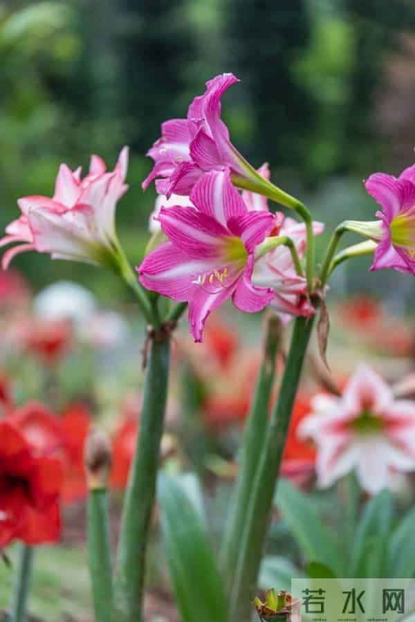 朱顶红12月催花秘籍：南北4区通用3步法，春节开花不赌运气！