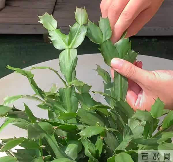 蟹爪兰不开花，狠心掐一掐，两周冒花苞