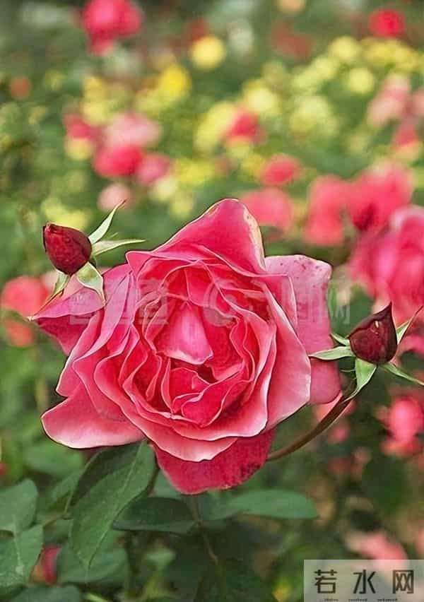 月季春季爆花的关键?冬季清园、冬剪做错=白养!