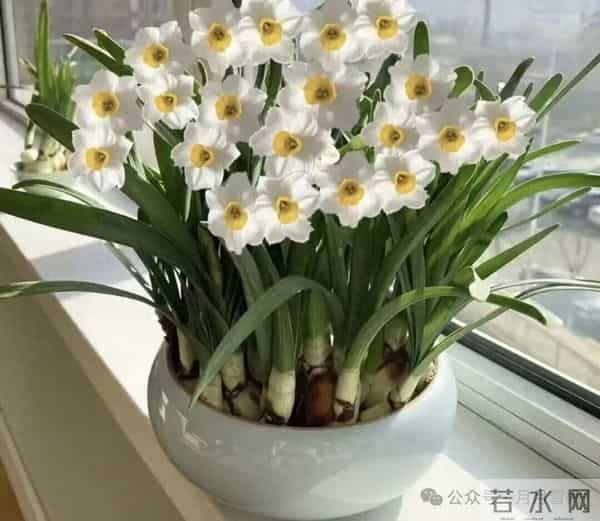 俗话说：“阳台有4花，人穷不发家”到底是哪4花？很多人还不了解