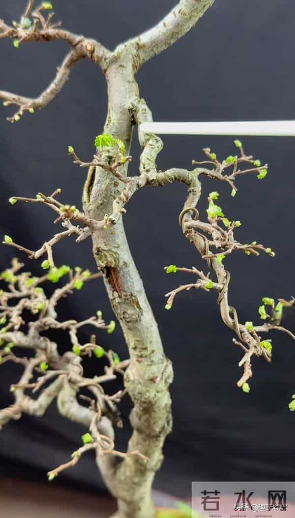 一枝一世界:带你读懂盆景里的“单枝成景”。
