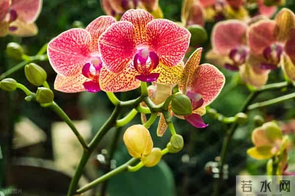 蝴蝶兰有花蕾后养法