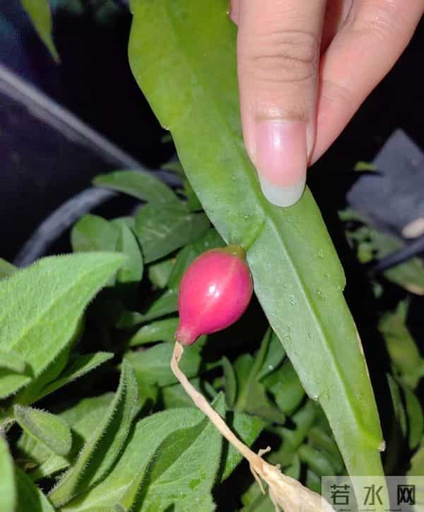 女子养5年的“昙花结果了”，犹如红宝石：晶莹剔透好美！