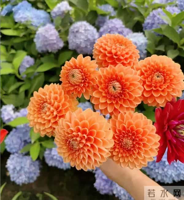 比脸大的“吉祥花”,竟然是“红薯块”长出来的!