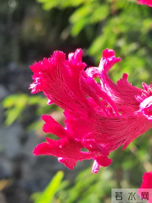 花开烂漫尽情艳