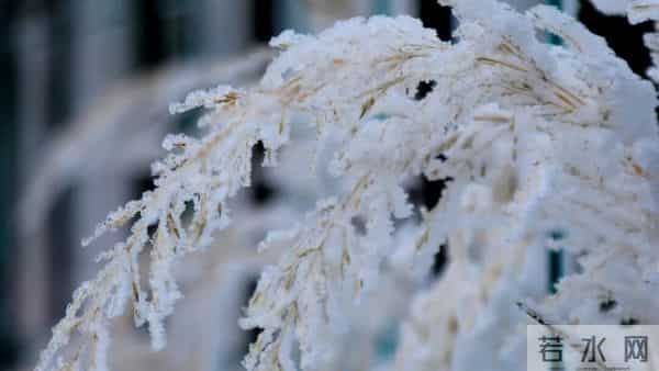 刘亮程：雪落在那些年雪落过的地方