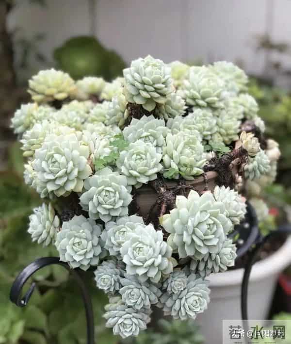 冬天搬到家的多肉，浇1次水，能顶1个月，甚至不浇水都行！