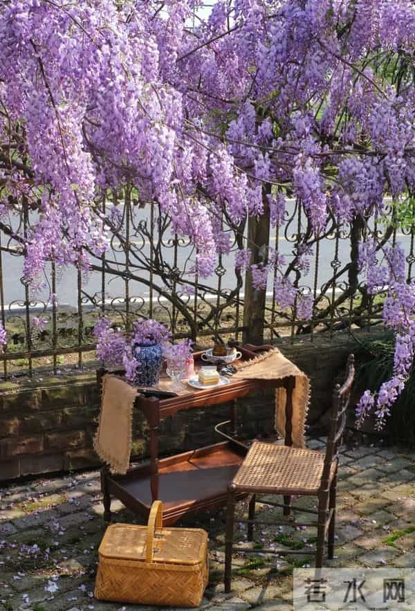 院子再小，也要种这几种花，好看好养又旺宅！