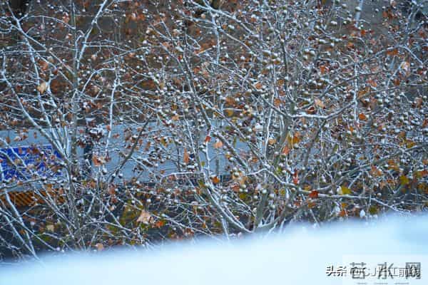 河南淮滨：凌晨飘下第二场雪花儿