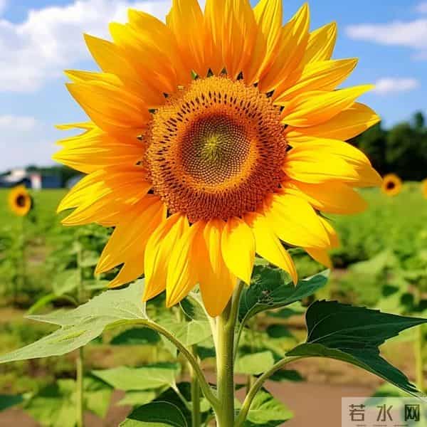 女人带财又顺利的头像