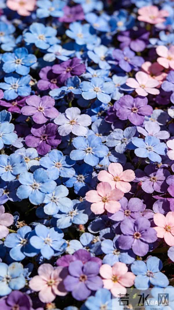 花朵壁纸～花漾满格