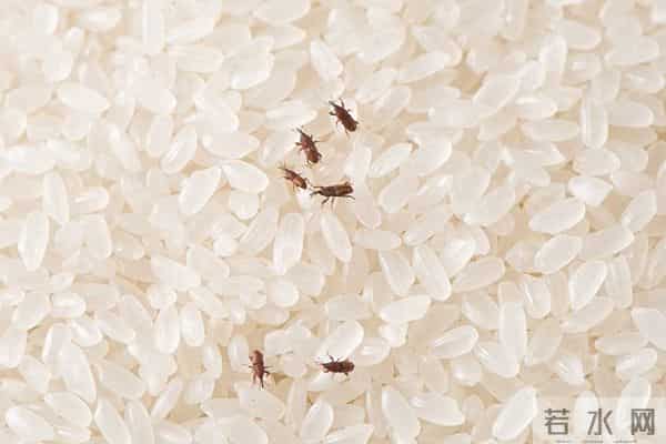 原来米虫最怕它！往米袋里放一放，家里米虫全跑光，真的太棒了！