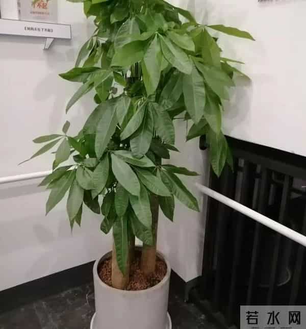 7种“耐旱怕冻花”，过冬记住3个保命招！