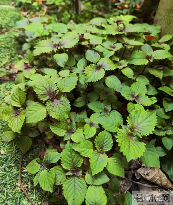 家有院子，别只种花了！种上中草药，好看实用又养生~