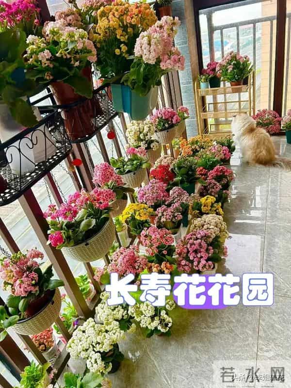 南京一大姐"太会养长寿花"走红,盆盆开成"大花球"秘诀全在这