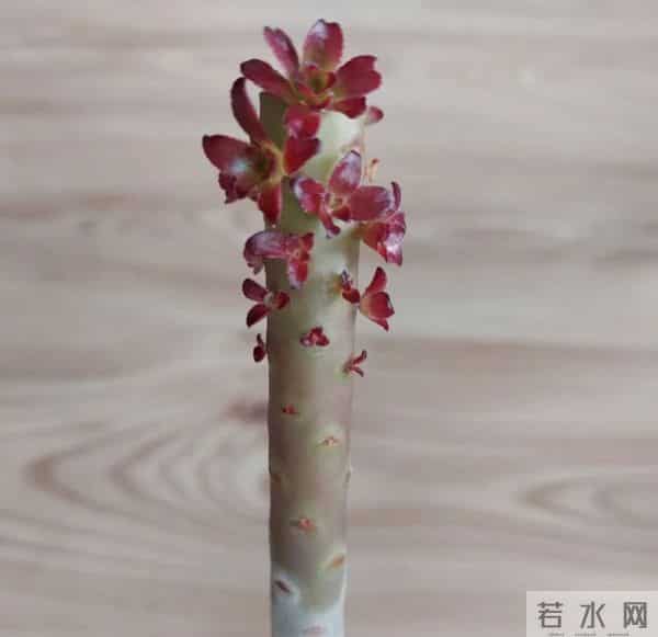 这5种花千万别长太高！拦腰剪一刀，分枝爆盆，越养越值钱