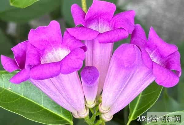 分享图片～鲜艳夺目，五光十色的蒜香藤《上汽》