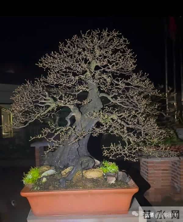 一枝一世界:带你读懂盆景里的“单枝成景”。