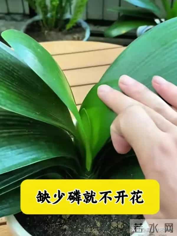 君子兰养护口诀-君子兰喜干旱，浇水一多根就烂；君子兰不喜……