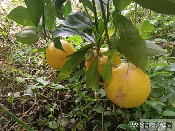 每个人都有自己的底线我不知道将来自己的亲人会不会试探我的底线