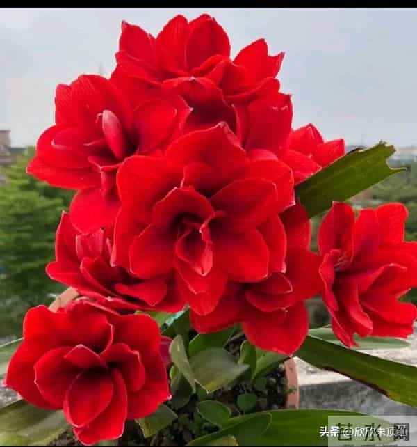 这十种年宵花，花色美，寓意好，富贵吉祥 ，好运连连