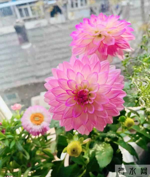 比脸大的“吉祥花”,竟然是“红薯块”长出来的!