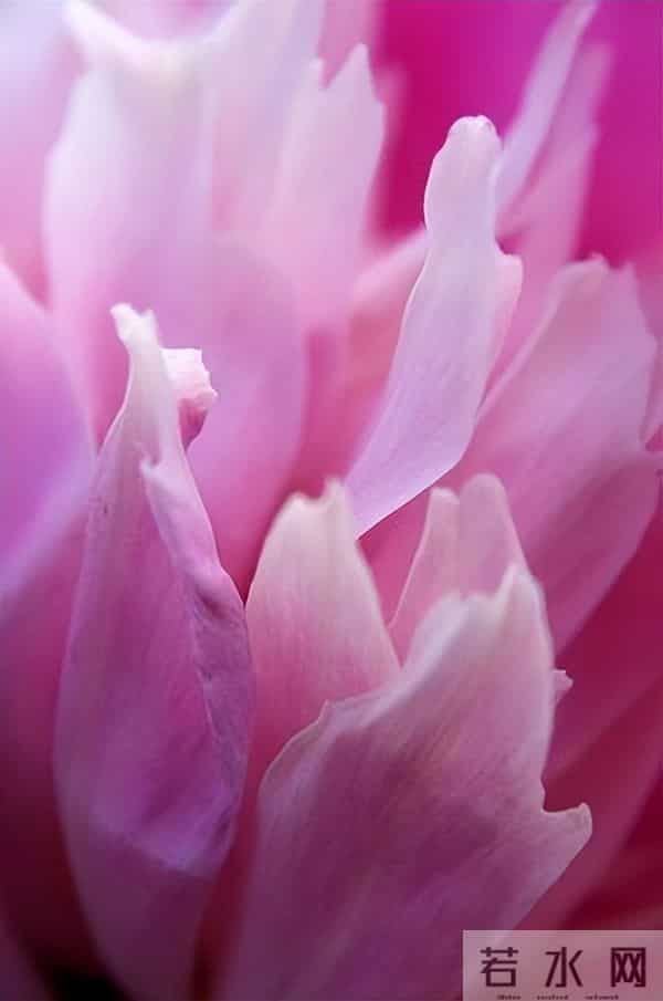 芍药:在岁月里,留下一抹温柔的印记