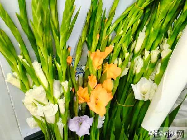 20种花店常见花材图片分享，有你喜欢的吗？