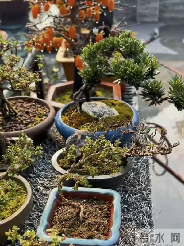 一盆装下“山野景”?爷爷亲传:3 类树桩盆景,各有各的讲究