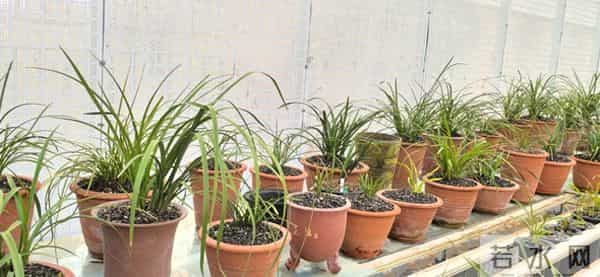 1432：种植者的朝气与兰花生息相关