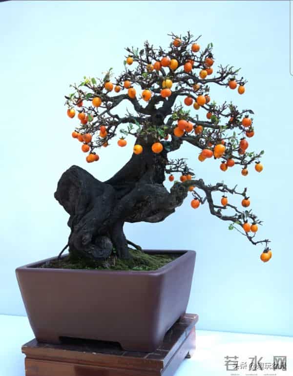 玩盆景，这几种树“至少要玩上一盆”！行家眼里的“硬通货”。