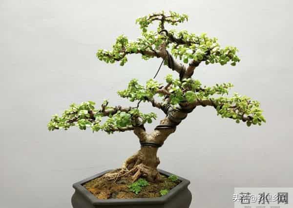 冬季养花如何浇水，掌握这五个判断方法，是来年春天不死的关键