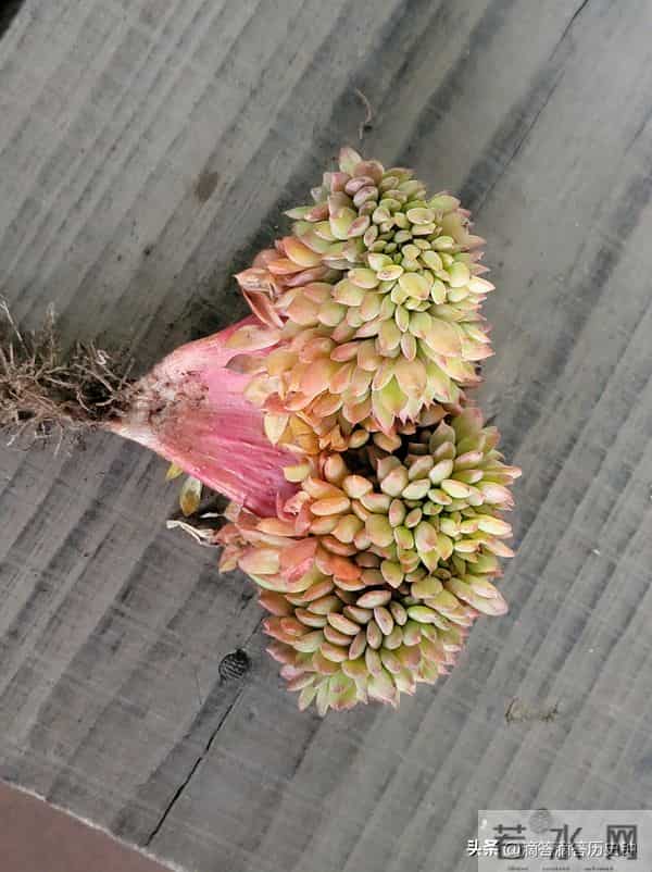 又到一箱多肉，先记录一下名字