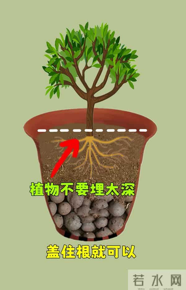 三角梅换盆只要选对时间、盆型，换完马上爆花