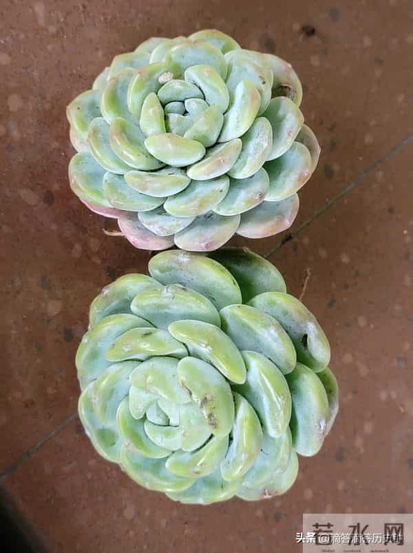 又到一箱多肉，先记录一下名字