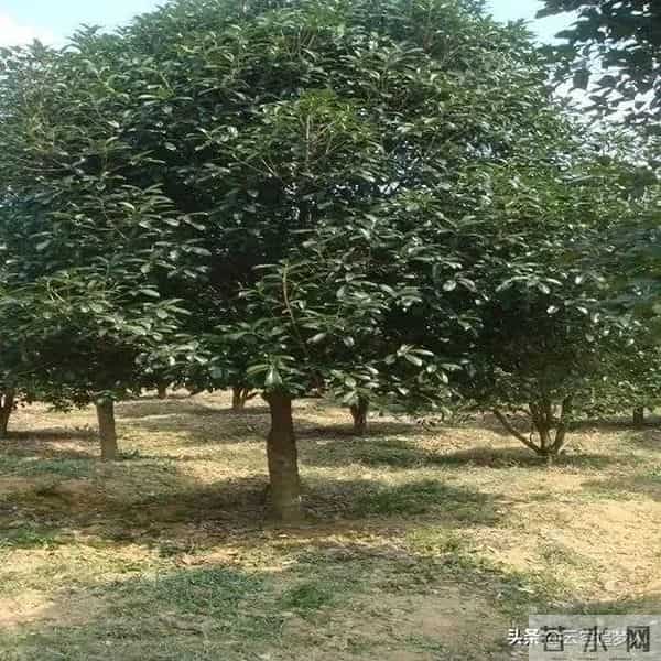 房子面前为什么不能种桂花树?房子前面有桂花树的,要了解一下!