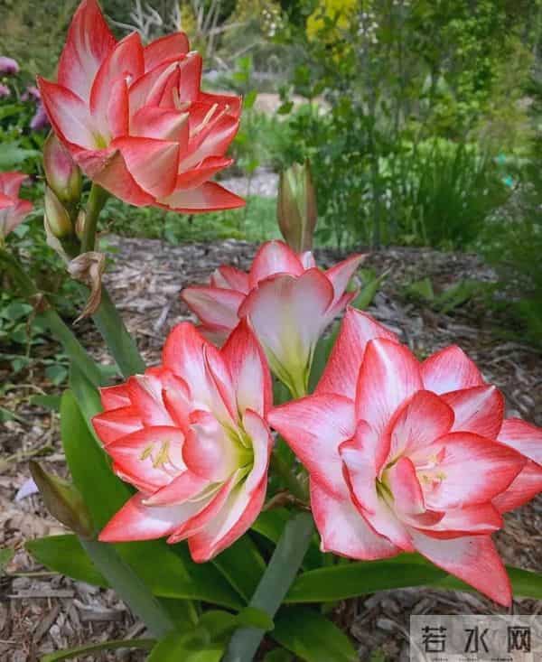 养朱顶红必看！10个典型问题，全是救命干货（二）