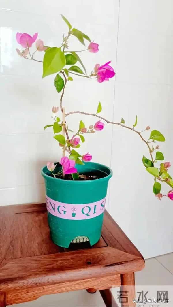 三角梅只在头顶开花？一招打顶 + 拉枝，满枝爆花不秃头！