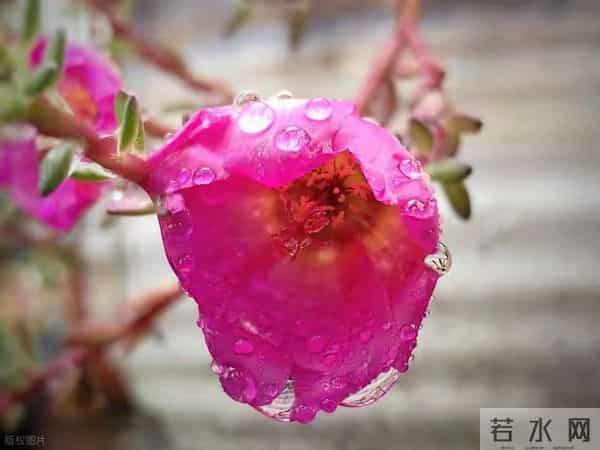 冬天养太阳花!照这4点养,1个月满盆花苞