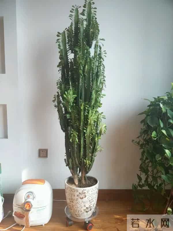 镇宅旺运的“镇宅木”，霸气又好养，一个月不浇水都死不了！