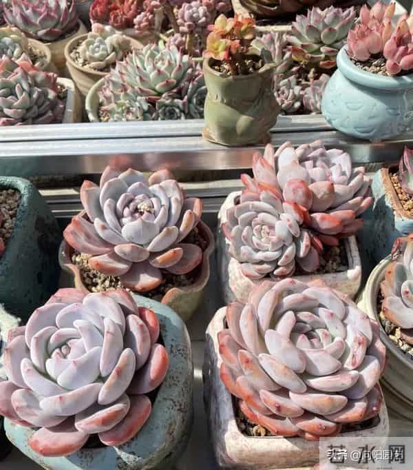 冬天搬到家的多肉，浇1次水，能顶1个月，甚至不浇水都行！