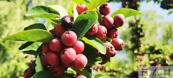 写作突破流水账的关键，是完成从“记录者”到“导演”的角色转变