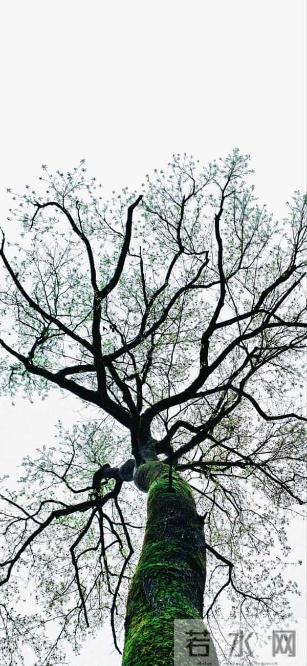 今日份好看的手机壁纸来啦