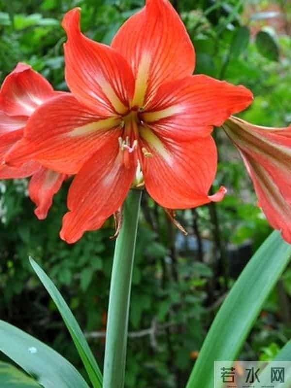 朱顶红12月催花秘籍：南北4区通用3步法，春节开花不赌运气！