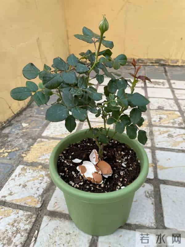 广东女子把死鱼埋进土里，万万没想到，那盆花长疯了！