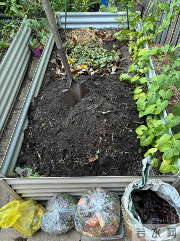 广东女子把死鱼埋进土里,万万没想到,那盆花长疯了!