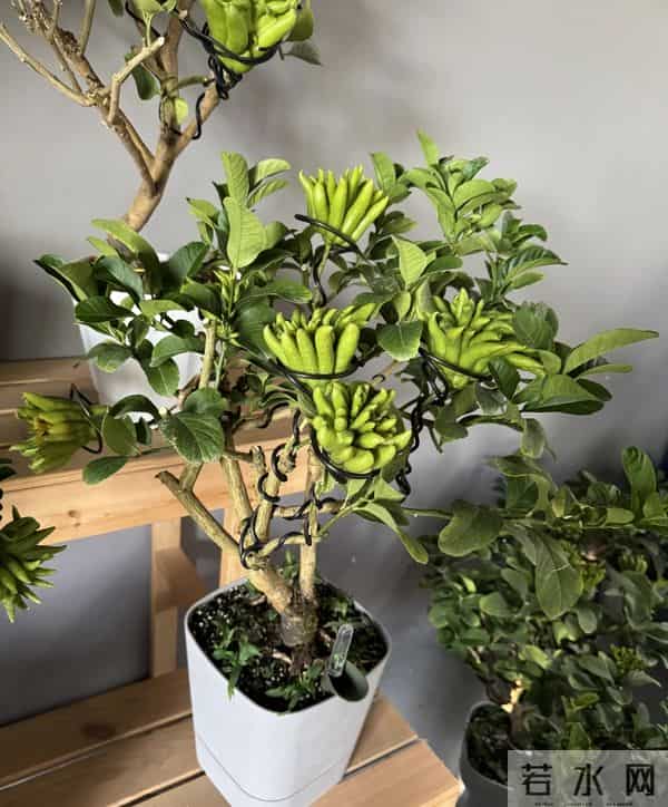 男子因入手的“红佛手”走红，红彤彤的，网友：真的成精了？