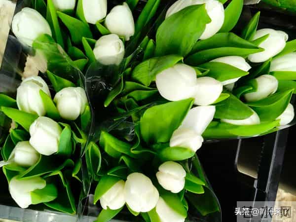 20种花店常见花材图片分享，有你喜欢的吗？